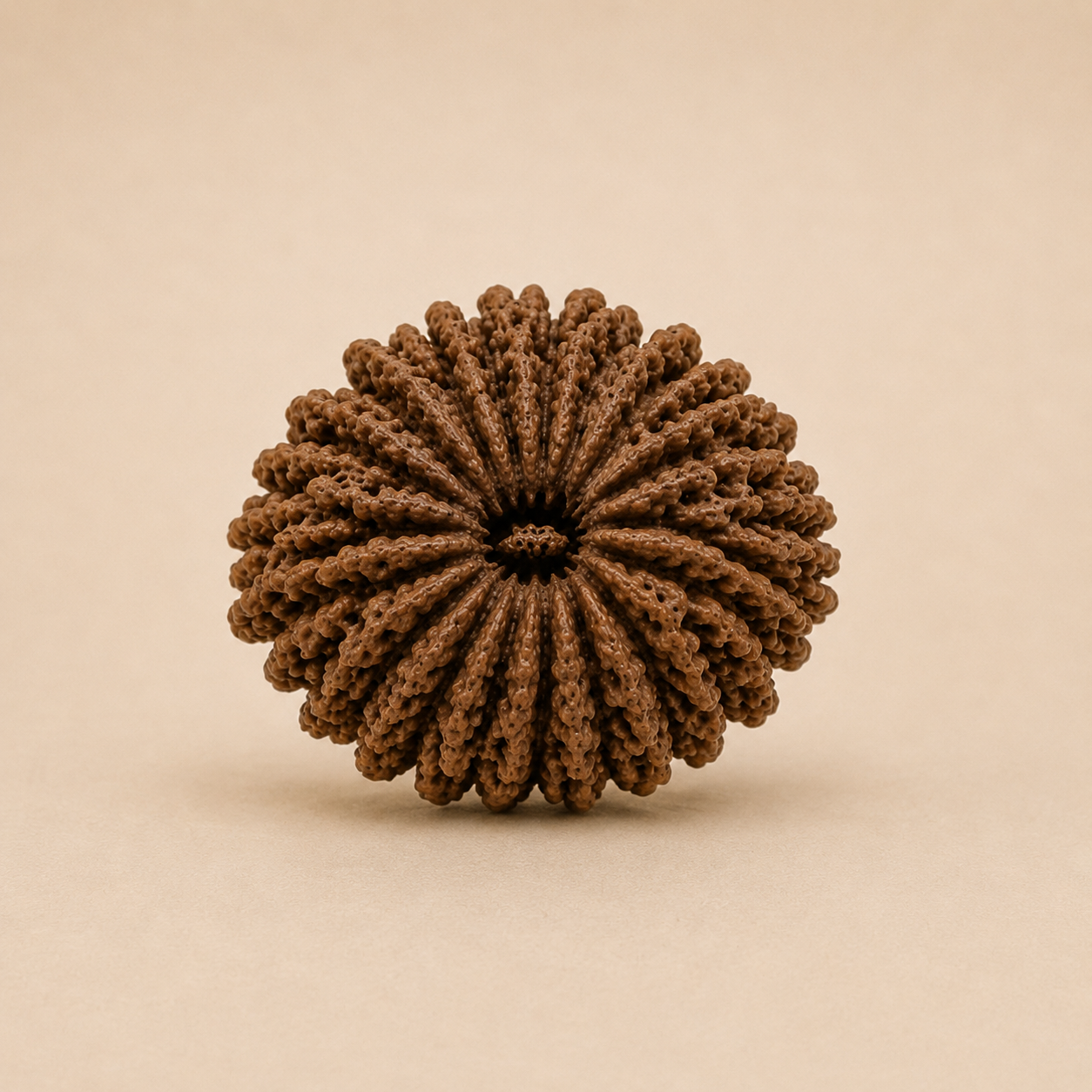 19 Mukhi Rudraksha (Nepal Origin)